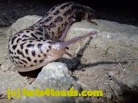 /home//u458753944/public_html/sourcegallery//Insects and small critters/slugs snails leaches (Gastropoda and Annelida)/P8031016.JPG